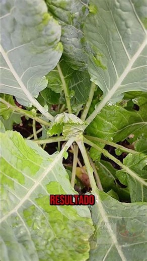 Hortas nutridas se liga nessa dica.