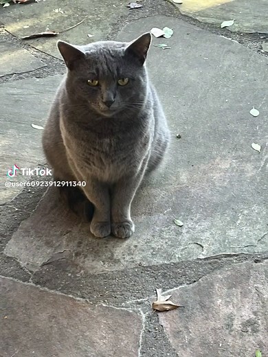 Flat Stanley (@flat.stanley46)’s videos with original sound - King Bentley The Gsd