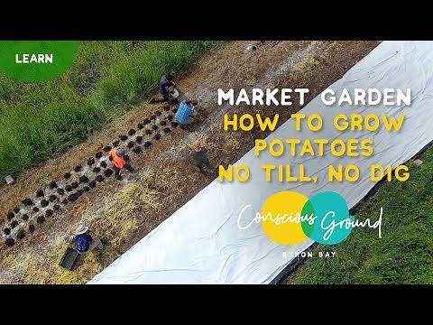 How to Grow Potatoes - No Till, No Dig