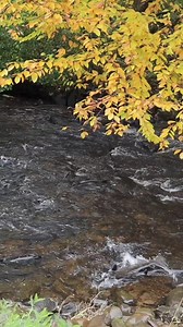 Salmon Run 2024 - Salmon River Fish Hatchery, NY #salmon #fly #CNY #fishing #kingsalmon #fishingtrip #reelsfb #fishinglife #fisherman #nature #naturephotography #fish @highlight Outdoors Cny | Outdoors Cny