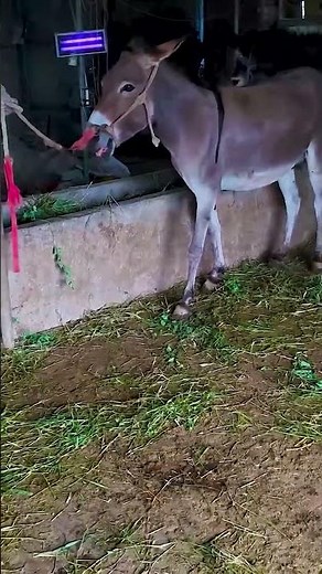 Funniest Donkey Ever Donkey Training the fun way 47