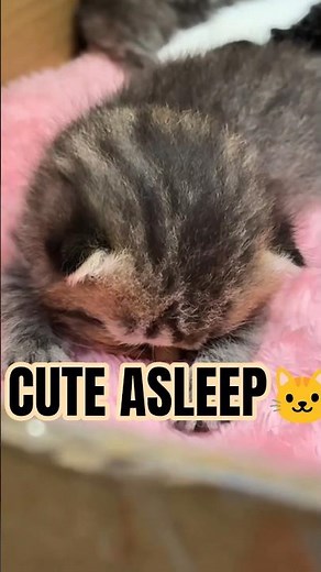 “When the Kitten Boots Up Like Windows 💤💻” #shorts