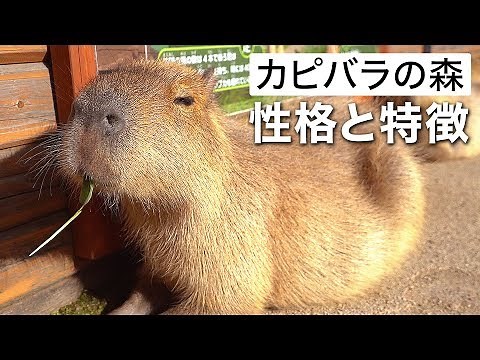 【カピバラの森】それぞれの性格と特徴＠那須どうぶつ王国 Capybara Forest - Personality and Characteristics