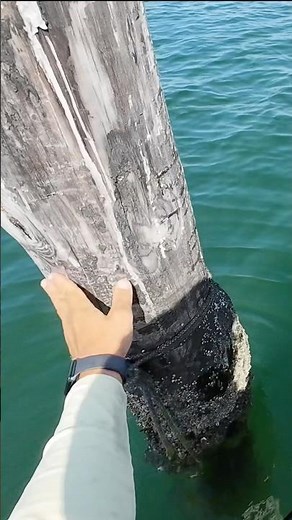 The greatest dock piling in the world. #fishing