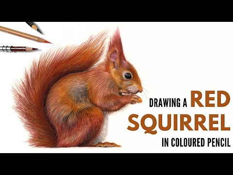 Timelapse | Drawing a Red Squirrel in Colored Pencil | Realistic Wildlife Drawing