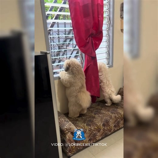 ‘CHISMIS FOR BREAKFAST' 🐶🗣 WATCH: A fur dad from Davao City shared a video of his two dogs, Loki and Lexie, "gossiping" concentratedly through the window of their house. Uploader Vincent John Fudolin told the Inquirer that Loki always fondly watches people and cats while Lexie often follows what Loki does. “[Madalas] nakiki-chismis [si Loki] sa mga pusa at mga dumadaan sa labas… Gusto [niya] atang sumali [minsan],” he said. Fudolin also shared that Loki and Lexie love to go on walks and meet n