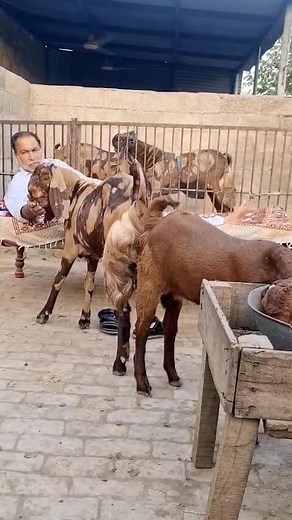 Mashallah💖 Scrcribe YouTube Channel Link👇https://www.youtube.com/@DanialJutt-cl7kq | Danial jutt Jhelum