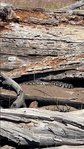 Rattlesnake!