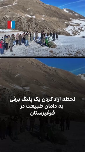 این ویدیو لحظه رهاسازی یک پلنگ برفی در قلمرو قرق ملی چون‌کِمین در قرغیزستان را نشان می‌دهد. بنیاد پلنگ برفی در قرغیزستان اعلام کرد که این پلنگ برفی پس از یک بررسی پزشکی کامل، دوباره به طبیعت بازگردانده شده است. این حیوان حدود دو هفته پیش توسط مردمان روستایی گرفتار شده بود. پس از انتقال به تیم حفاظت و انجام معاینات، مشخص شد که حیوان سالم است و می‌تواند در طبیعت زندگی کند. پلنگ برفی یک گونه بزرگ‌گربه‌سان است که در مناطق کوهستانی آسیای مرکزی و جنوبی به‌شمول افغانستان زندگی می‌کند. این حیوان به‌خاطر