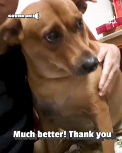 316K views · 3.2K reactions | Don't forget to give your dog their daily hug, because they sure won't forget! 藍 | The Pet Collective | Facebook