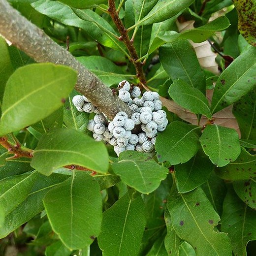 Bayberry: A Fuss-Free, Adaptable Shrub That Delivers So Much More Than Winter Scents