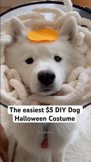 The easiest $5 DIY dog Halloween costume!