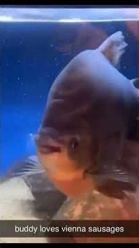 funniest animal ever part 1 #funny #funnycompilation #memes #comedy #pets