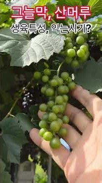 그늘막 산머루🍇 생육특성 및 익는시기?