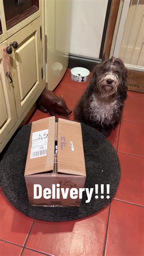 Delivery for Betsi-bear!! @Pooch and Mutt Calm and Relaxed kibble…..same great taste, lovely new packaging! You can save a whopping 30% with my code POOCHPACK-7ARH 🥰🐻🐾 #poochpack #poochandmutt #brandambassador #rebrand