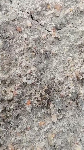 Animals use camouflage (or crypsis) primarily to survive .