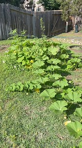 I need some gardening help! I’m new to gardening and my squash plant is growing like crazy but the fruit is dying. What do I do?? #gardening #newbiegardener | Dora's Table Vegan Mexican Recipes