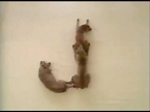 Sesame Street Wamariners Letter J