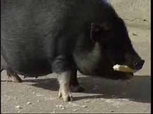 LOS ANIMALES EXÓTICOS COMO MASCOTAS ESTÁN DE MODA