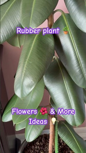Rubber plants (Ficus elastica) are perfect plants for beginner indoor gardeners