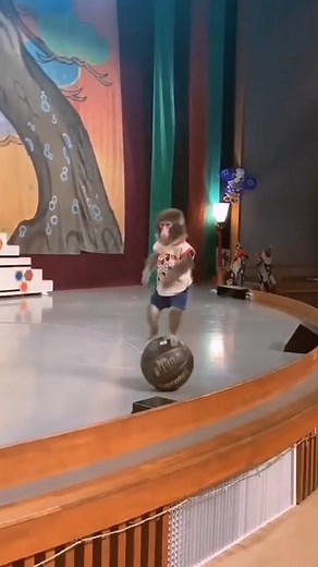 Family of Acrobats with Monkey Performing Amazing Circus Stunts