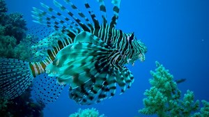 Dangerous Poisonous Fish Pterois Volitans Common Stock Footage Video (100% Royalty-free) 1088996707 | Shutterstock
