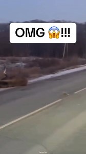 Moose Runs into Road and Gets Hit by a Car 😢🦌 #W - 📸 Source: @ animalvibesdaily365 on TikTok All credit are reserved for their respective Owners - #moose #wildlife | The Moose Meadow