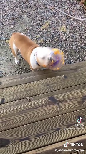 #englishbulldog #bulldog #fyp#bulldogsoftiktok #englishbulldogsoftiktok #dogsoftiktok