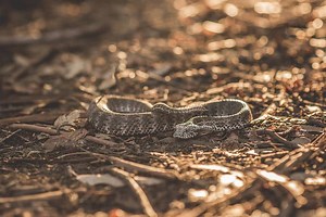 How To Survive A Snake Bite