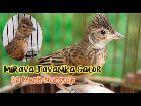 Branjangan Java Gacor Full Isian || 30 menit non stop