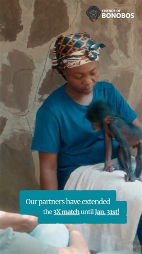 Friends of Bonobos on Instagram: "Good news for bonobos in need! Because of the overwhelming response to our year end campaign and the continued arrival of orphaned baby bonobos in need of care, our matching partners have stepped forward again. They have extended the triple match into January, allowing every gift to continue going three times as far for a limited time. If you were unable to give before December 31, or if you would like to deepen your impact, this is a great opportunity to do so 