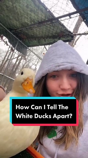 Identifying White Ducks: Helpful Tips for Pet Owners