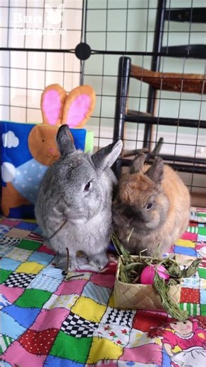 Afternoon Nibbles For Bun Buns