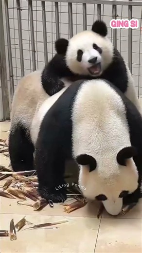 Wait... What Is That? Kid Panda Qingsi Cancels Her Mommy Bus Ride 🐼🚌💨