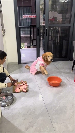 7爸要给77一家煮牛骨吃，77争食它一个就拿一个盆过来让7爸放里面，7爸怕弄到它，推了一下它，它马上好委屈的跑我面前告状。说7爸打了它，7爸说77他是一下都不能碰，不然就告黑状