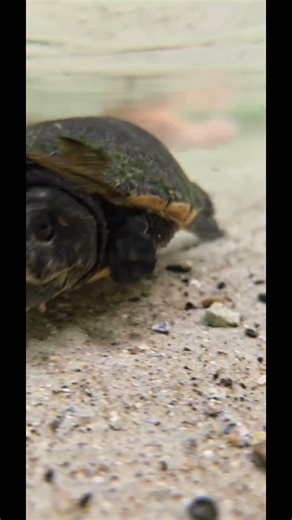 lil baby common snapping turtle 🐢 #florida #nature #wildlife #wild #baby