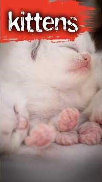 Little cute angel kitten with Cat mum #shorts