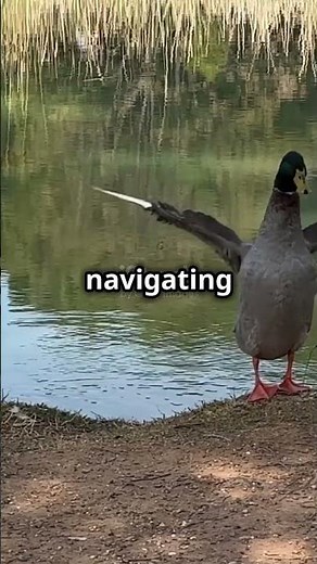 Why Do Ducks Waddle? 🦆