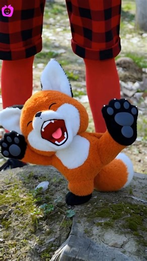 Walking Walking with Fox | BachaBola #walking #babygirl