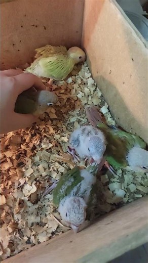 pineapple conure dan indian ringneck green pallid🥰 #indianringneckparrot #pineappleconureparrot #fyp