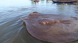 Follow Wonders of the Mekong to learn about some of the largest freshwater fish in the world! The Mekong River is a rich and biodiverse system that travels through five countries in Southeast Asia, and is home to incredibly rare megafish including the giant barb, the giant catfish, and the giant freshwater stingray. Follow our page to join us in discovering the "wonders" of the Mekong. | Wonders of the Mekong