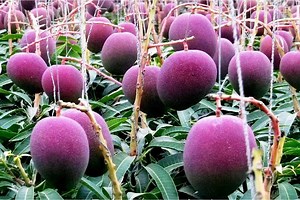 Purple Mango: Use, Health Benefits, And Why It's The World's Costliest Mango