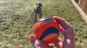 Watch Chuckit Ultra Ball Dog Playing Animal Review on Amazon Live