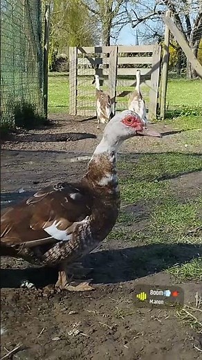 canards barbarie et coureur indien #élevage #canard #duck