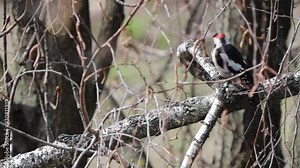 A woodpecker taps rhythmically on a birch tree, creating a small hole in the bark. As sap begins to flow, the bird eagerly drinks, tilting its head back to swallow the sweet liquid. This footage captu