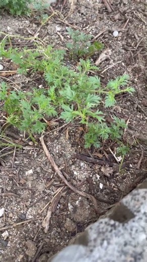 雑草対策にも！タピアンで花いっぱいの絨毯を目指して 4週間経過