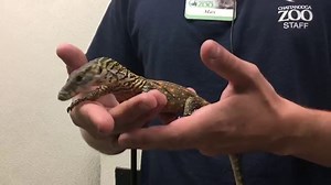 Female komodo dragons don't need no man to make more dragons