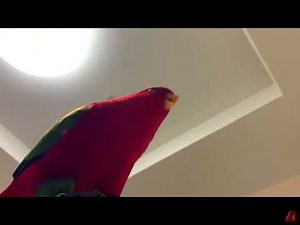 red bird meme vine boom