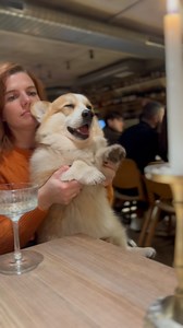 Weekend corgi dance 😏 #Коргікиїв #київ #коргикиев #loyd #лойд #лойдкорги #corgipuppy #corginstagram #corgiworld #corgilife #corgination #thekingcorg #коргиукраина #коргі #dog #dogsofinstagram #kyiv #kiev #ukraine #myfavcorgi #corgi #dogmeme #dogmemes #corgis #corgipuppy #weeklyfluff #dogparents #corgiplanet #pet #petstagram | Loyd The Corgi