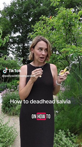 Here's how to deadhead salvia such as cardonna. When it's completely stopped flowering you can then chop it to ththe ground and it will flush out with new foliage.